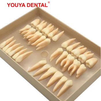 32 шт./компл. Стоматологическая модель из Смолы 2,5 раза Моделирование модели постоянного зуба Изолированные зубы Стоматология Стоматологические обучающие модели поставки